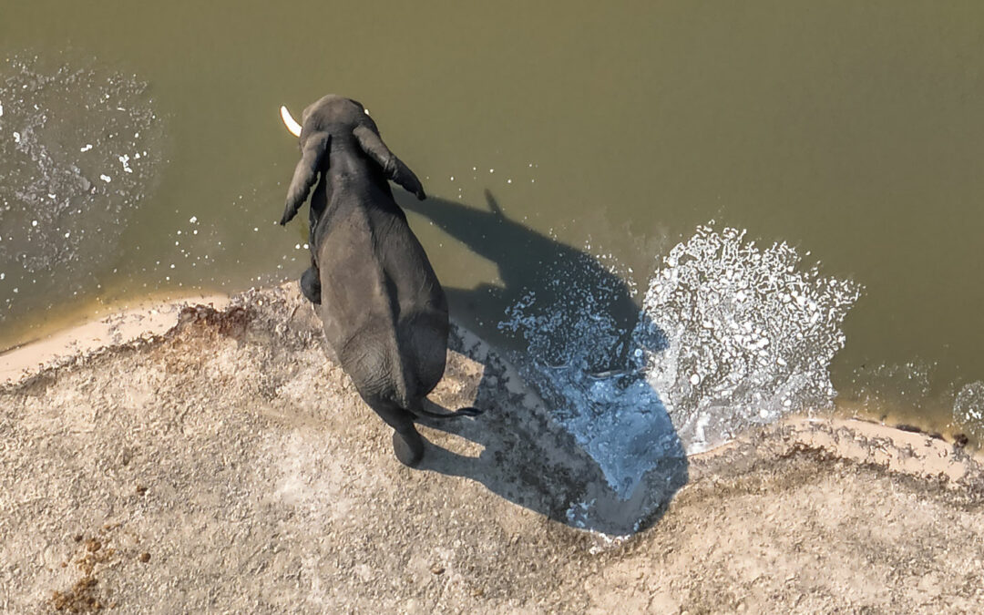 Elephant Sands